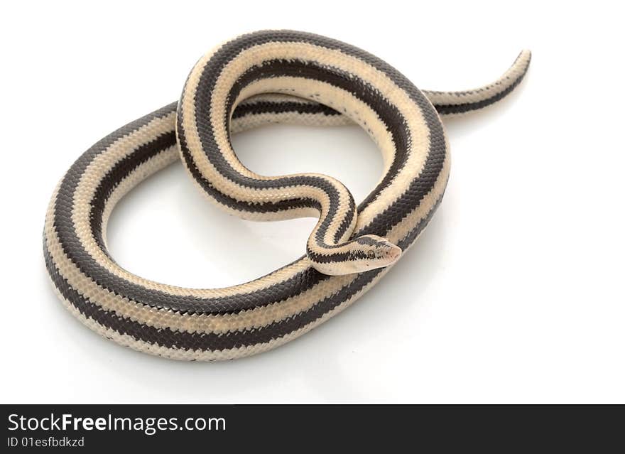 San Ignacio Rosy Boa