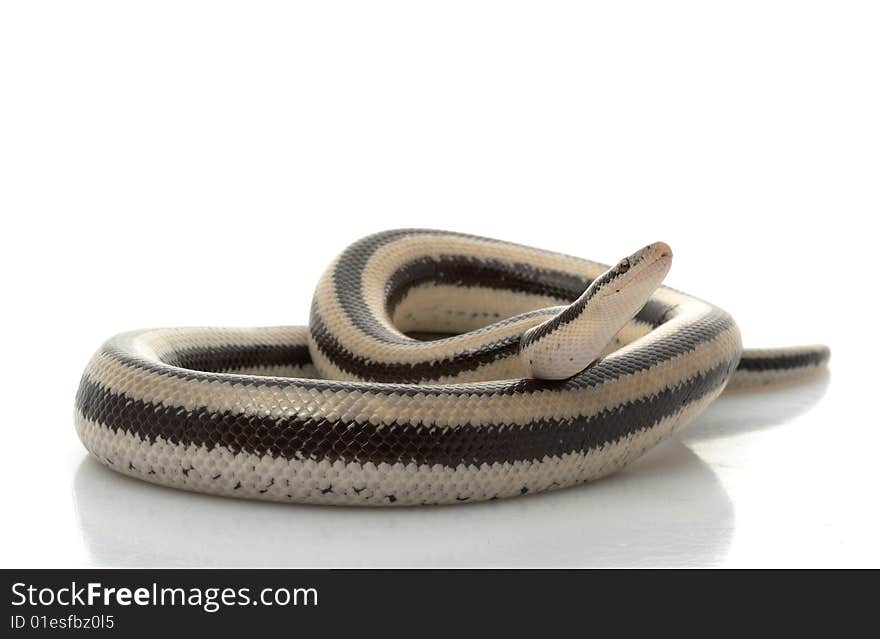 San Ignacio Rosy Boa