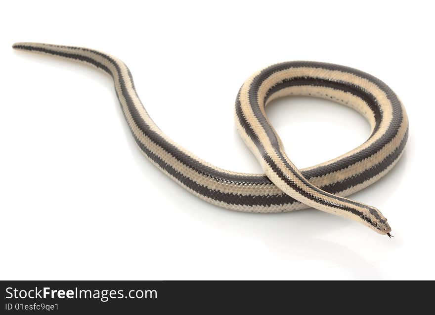 San Ignacio Rosy Boa