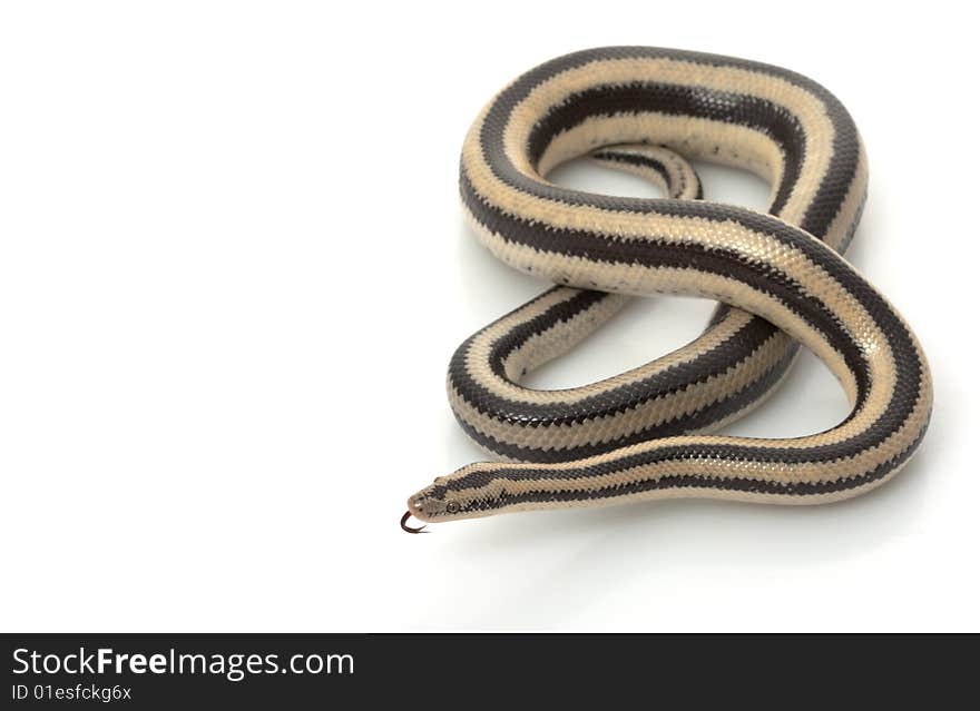 San Ignacio Rosy Boa