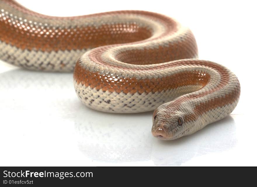 San Mateo Rosy Boa