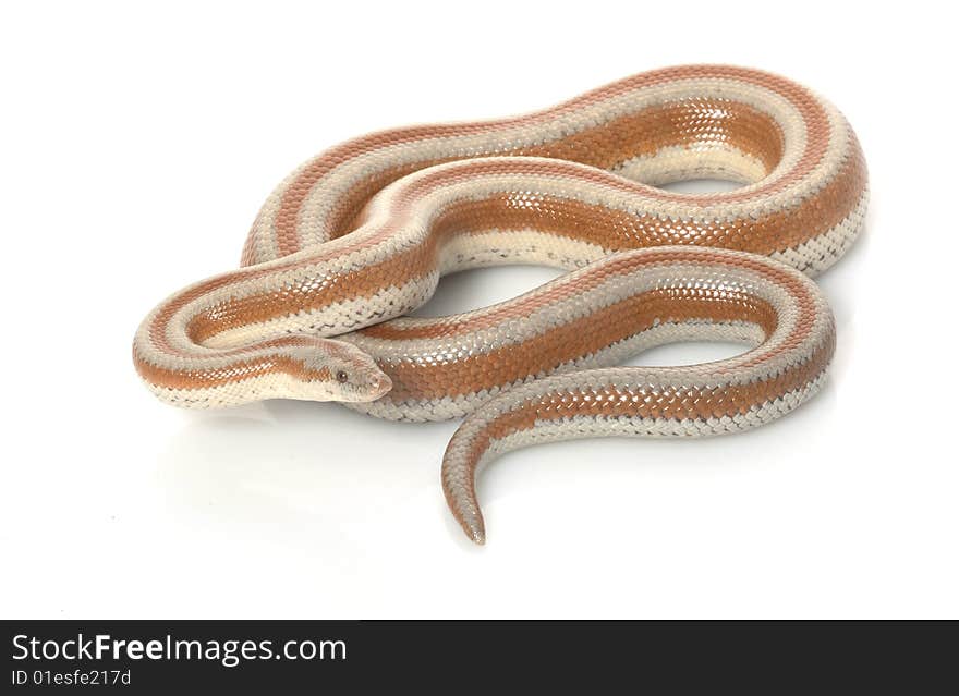 San Mateo Rosy Boa