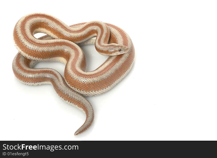 San Mateo Rosy Boa