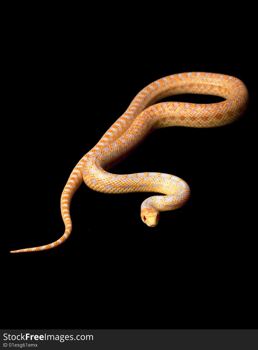 Albino San Diego Gopher Snake (Pituophis melanoleucus annectens) isolated on black background.