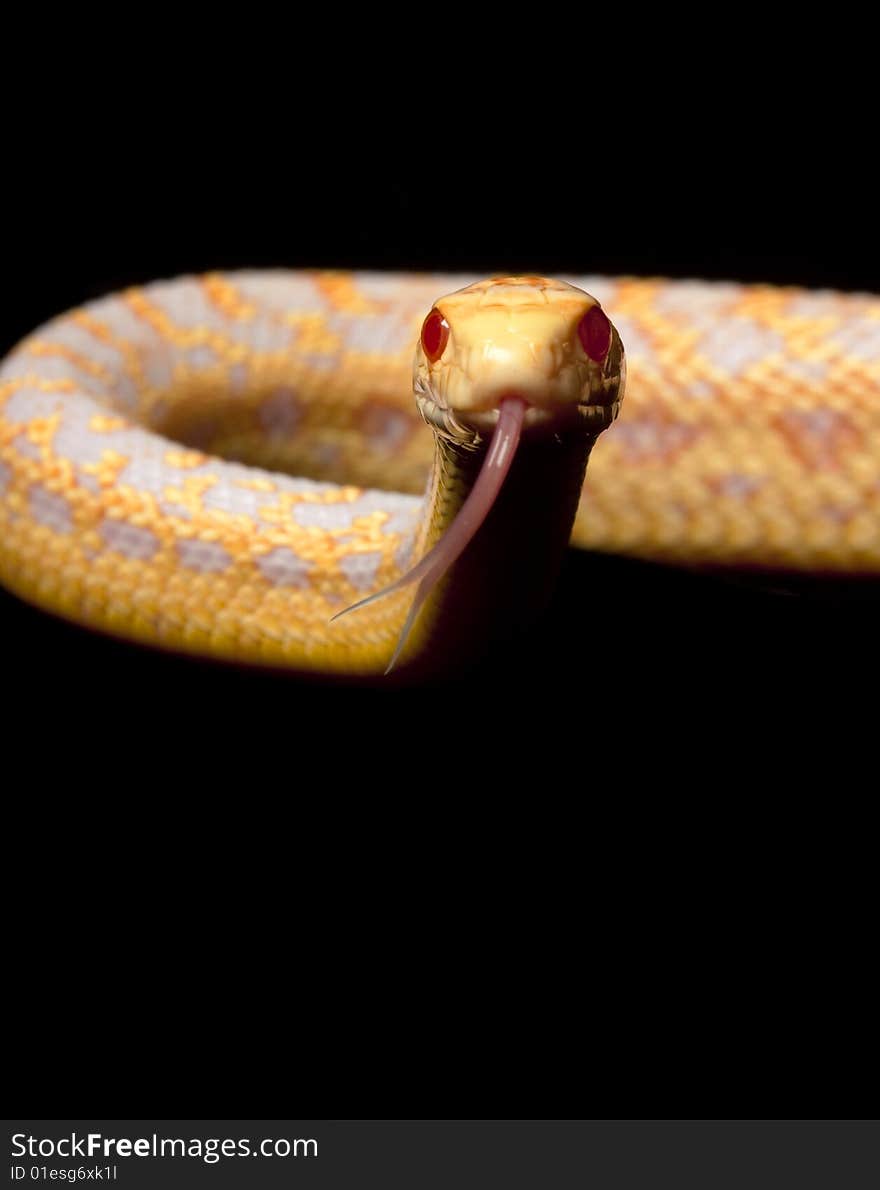 Albino San Diego Gopher Snake (Pituophis melanoleucus annectens) isolated on black background.