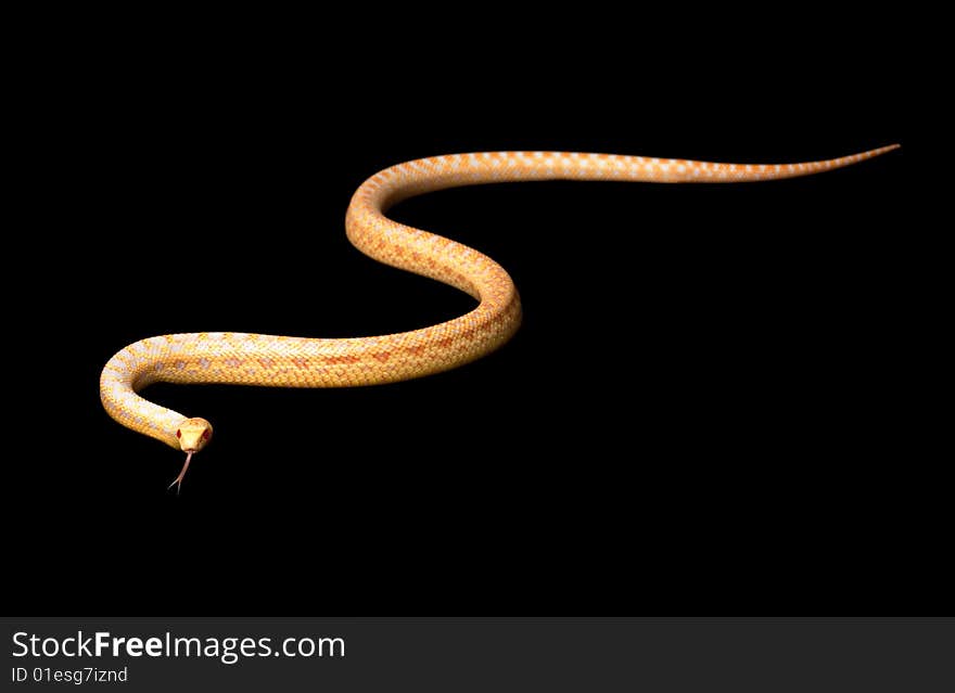 Albino San Diego Gopher Snake (Pituophis melanoleucus annectens) isolated on black background.