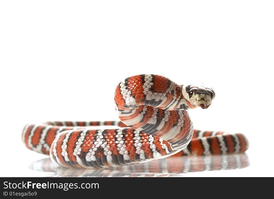 Arizona Mountain Kingsnake ( Lampropeltis pyromelana pyromelana) isolated on white background.