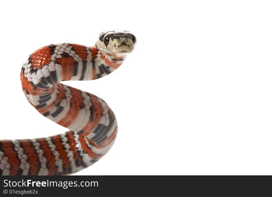 Arizona Mountain Kingsnake ( Lampropeltis pyromelana pyromelana) isolated on white background.