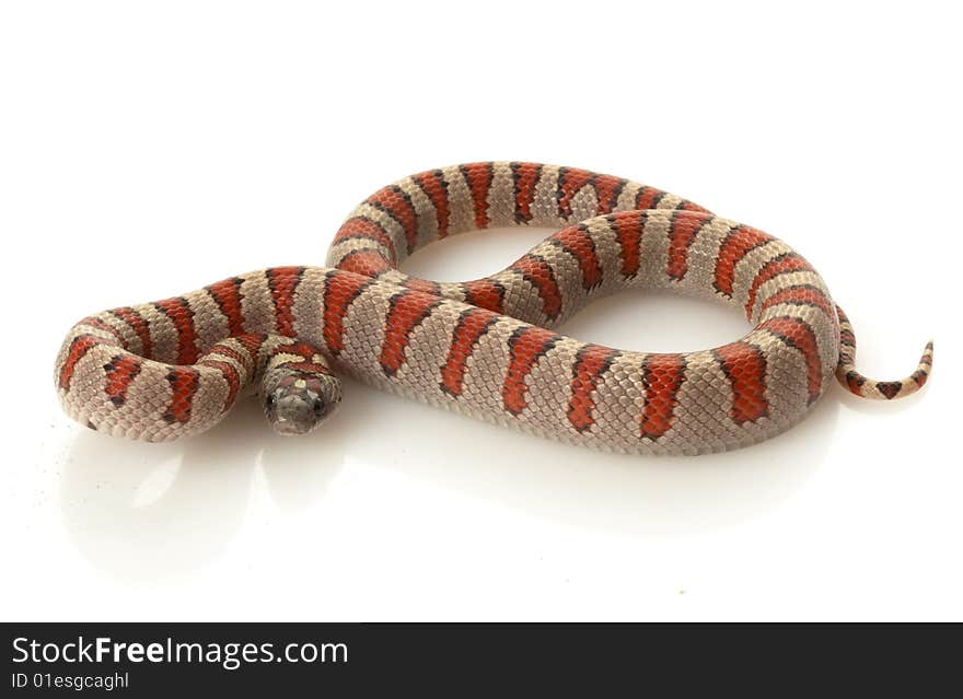 Durango Mountain Kingsnake (Lampropeltis mexicana greeri) isolated on white background.