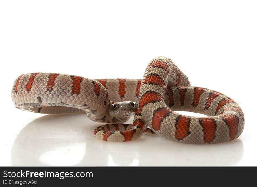 Durango Mountain Kingsnake (Lampropeltis mexicana greeri) isolated on white background.