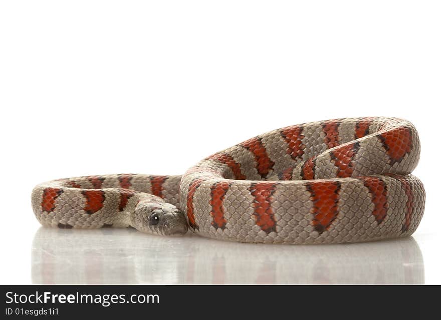 Durango Mountain Kingsnake (Lampropeltis mexicana greeri) isolated on white background.