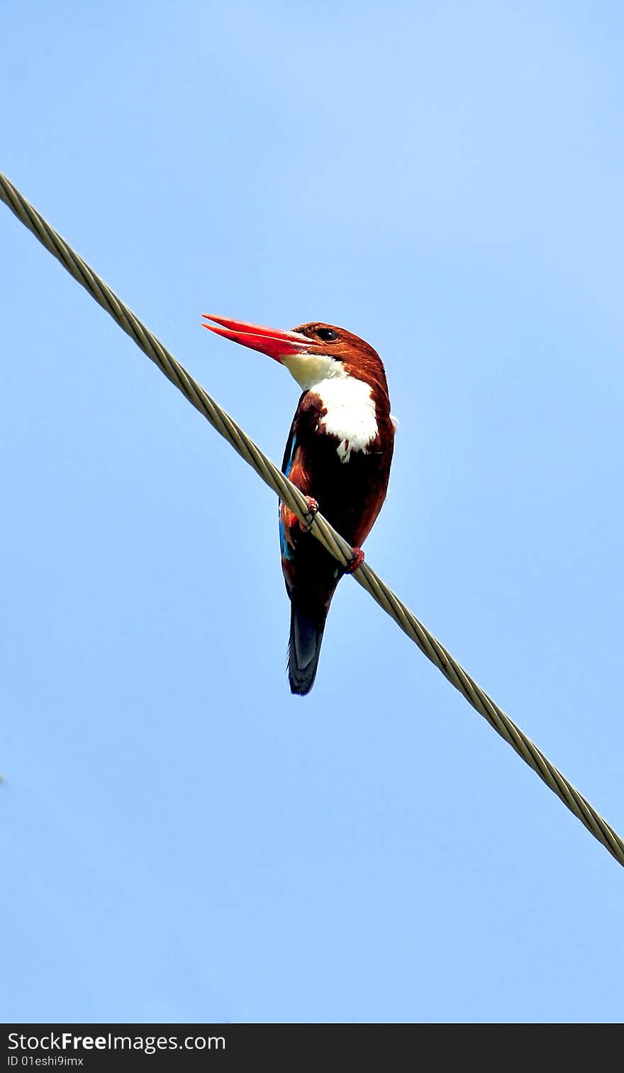 Kingfishers are small bright colored birds of the tree families alcedinidae(river kingfishers), halcyonidae(tree kingfishers), and cerylidae(water kingfishers). There are about 90 species of kingfishers. All have large head, long sharp pointed bills, short legs and stubby tails. They are found throughout the world. The shown picture is of the tree kingfisher. Kingfisher usually feed on small fish, crayfish, frogs and insects. Kingfisher of all three families beat their prey to death, either by whipping it against a tree or by dropping it on a stone.