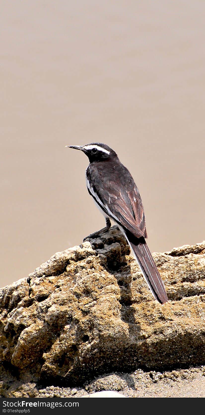 Black bird sitting on the rock.