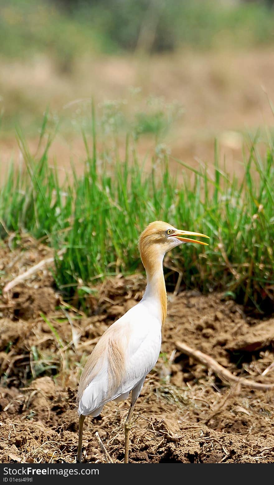 White cattle egret