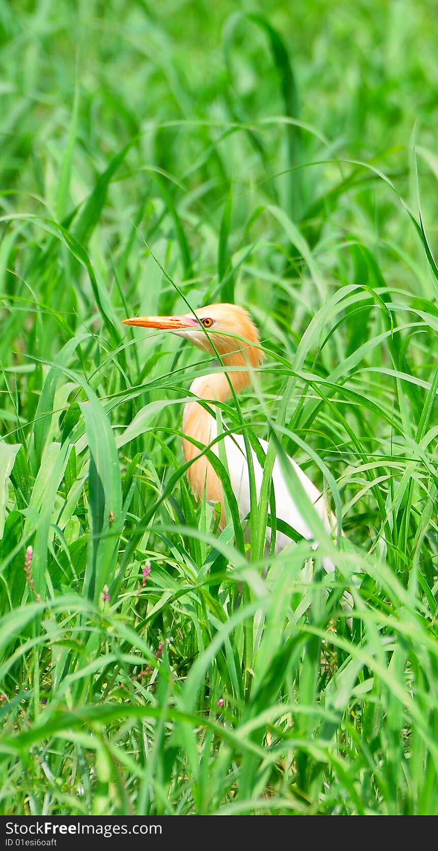 White Cattle Egret