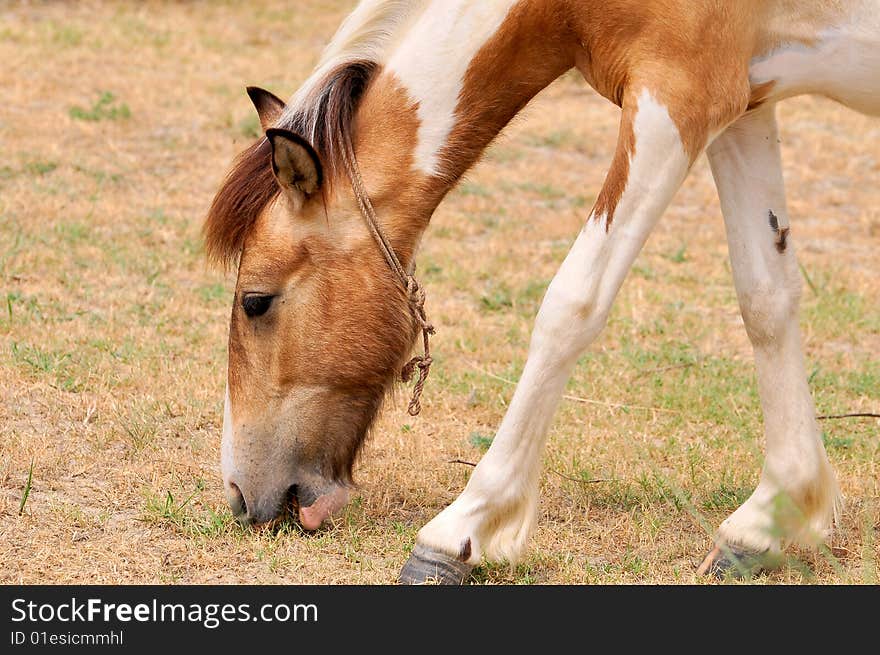 Horse grazing in the grass.