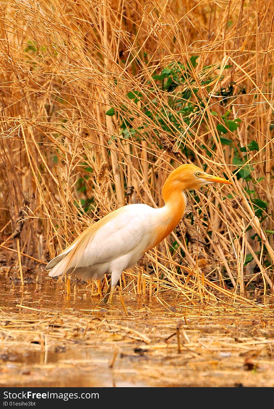 White Cattle Egret