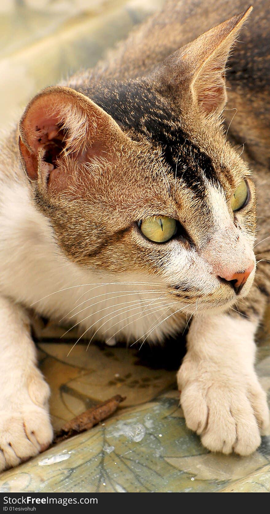 Cat looking lovely in sunny day.