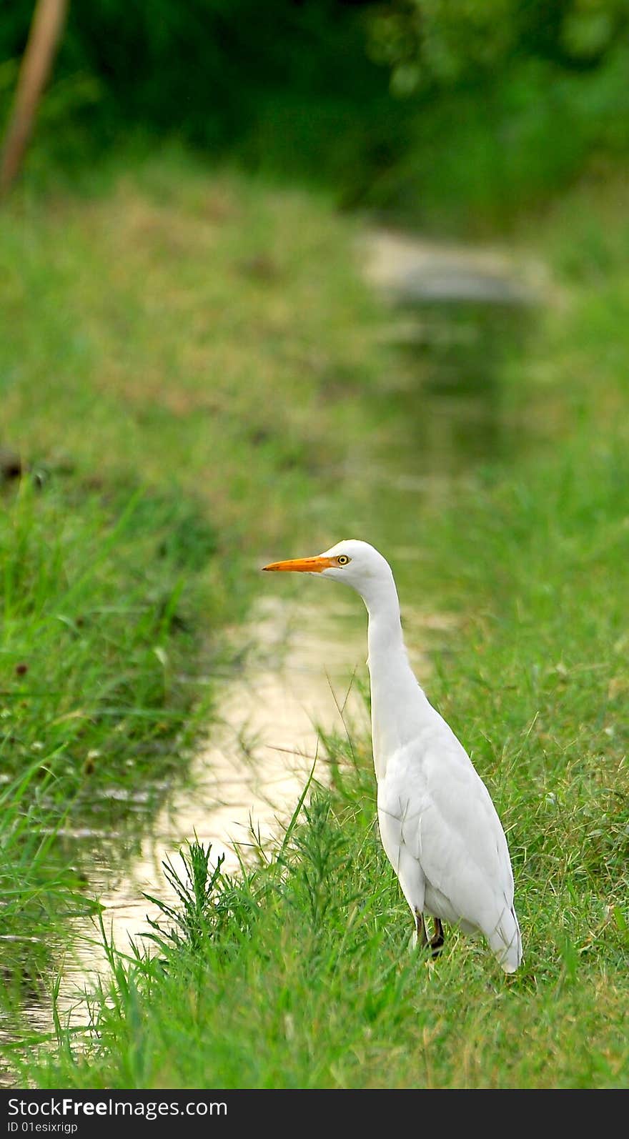 White cattle egret in green grass.