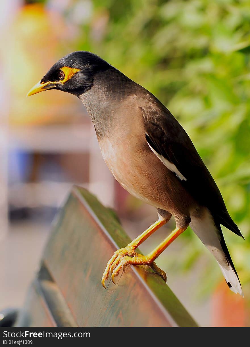 Myna sitting on the wooden bench.