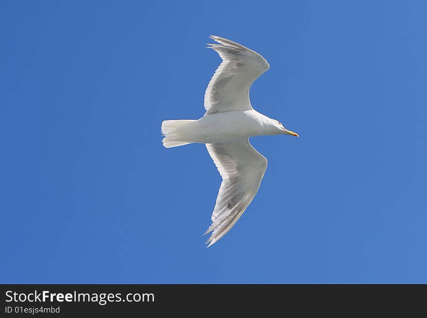 Bird flying on blue sky. The bird without legs.