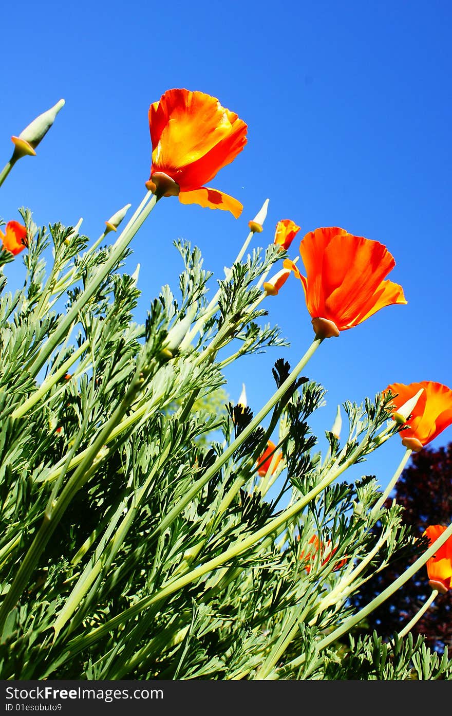 Poppies