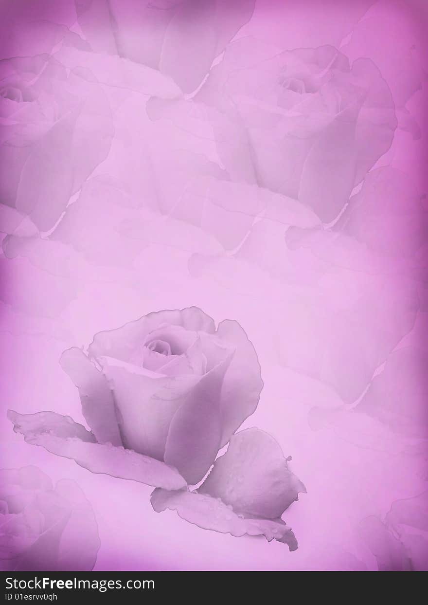 The stylised image of a rose on a pink background. A card with the stylised rose.