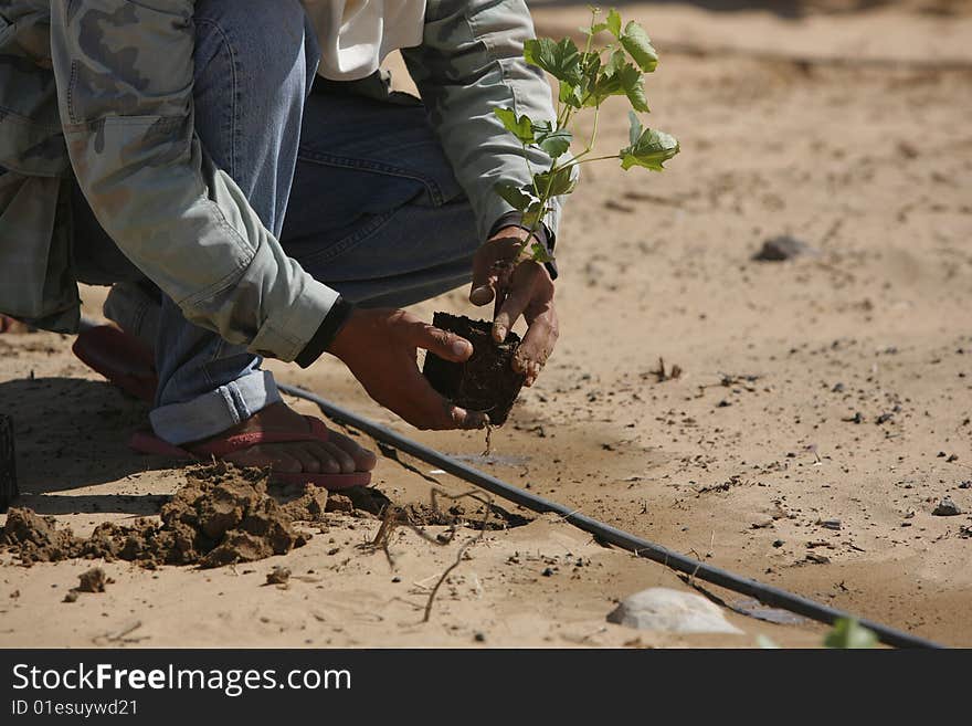 Foreign workers in the plant young vines. Foreign workers in the plant young vines