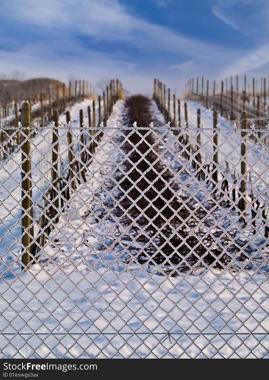 Vineyard In Winter 2