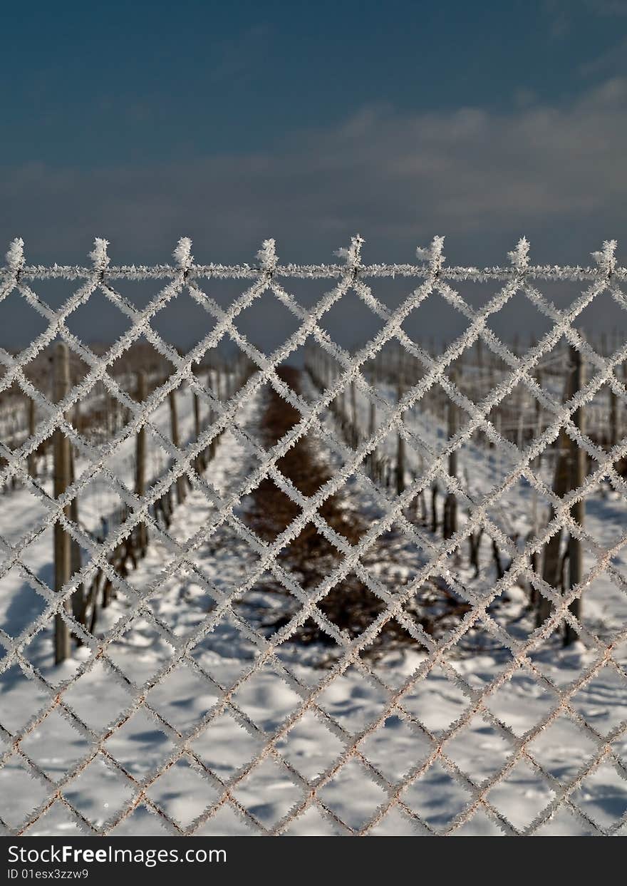 Vineyard In Winter 3