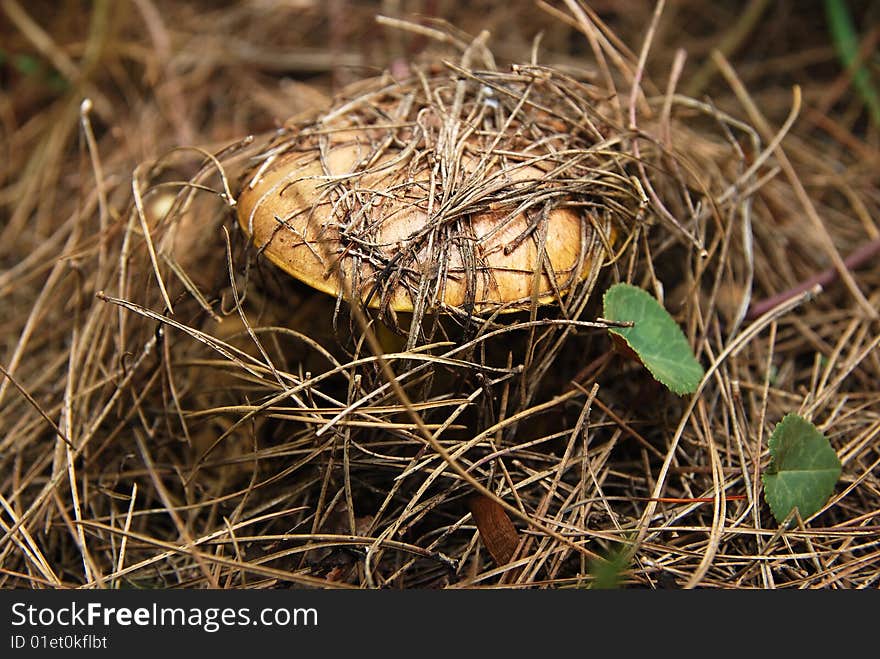 Brown mushroom under a tree in the forest