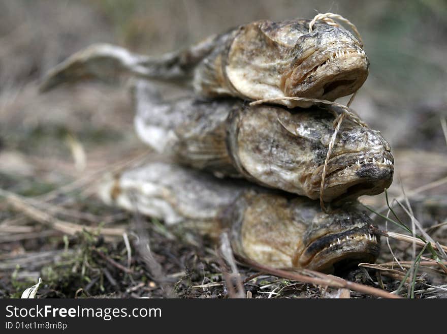 Dry salt fish tieed together by rope. Dry salt fish tieed together by rope