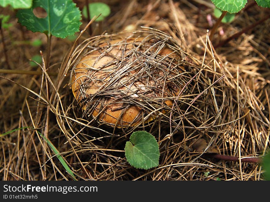 Brown under a tree in the forest. Brown under a tree in the forest