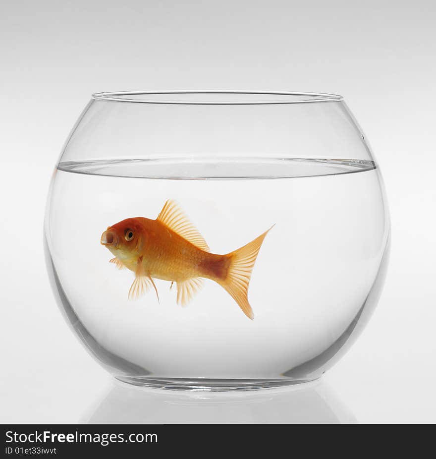 Single goldfish