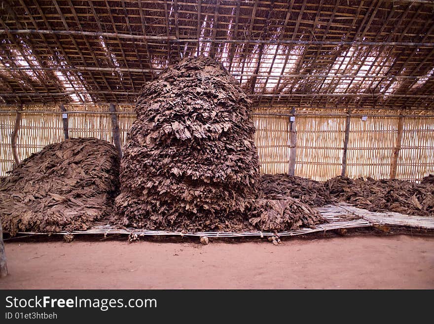 Heaps of Dry Tobacco leaves in a warehouse in Africa