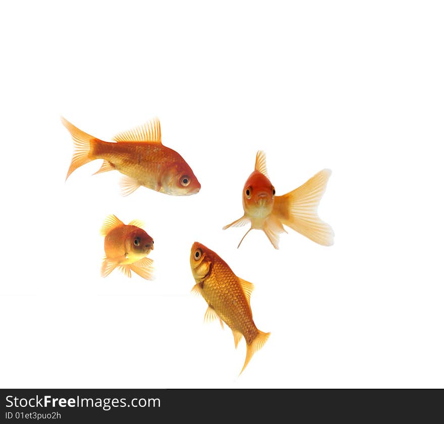 Collection of goldfish on white background. Collection of goldfish on white background