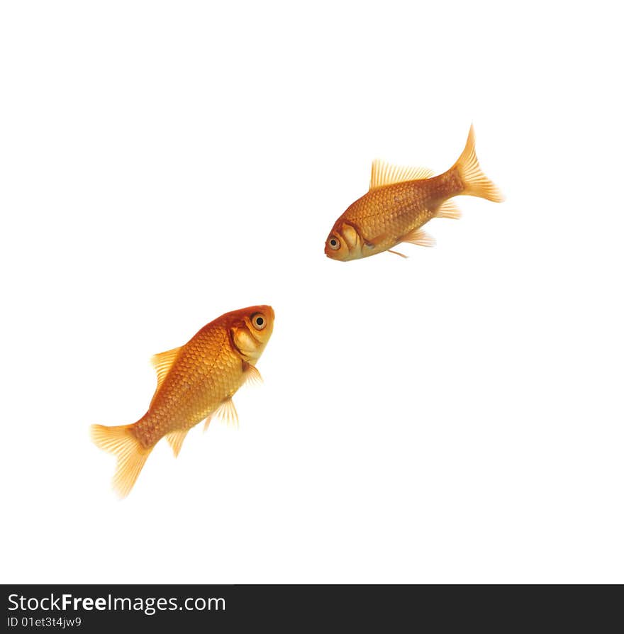 Two goldfish swimming on white background