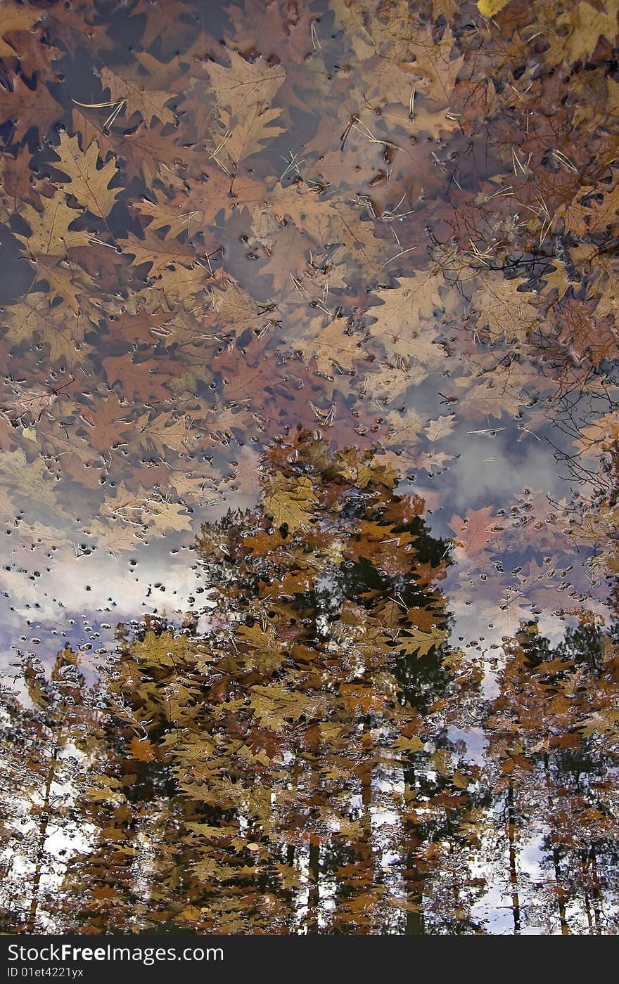 Autumn leaves in water with tree reflexion. Autumn leaves in water with tree reflexion.