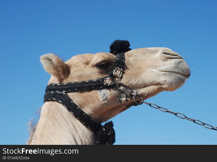 Head of camel on a background blue sky, Africa