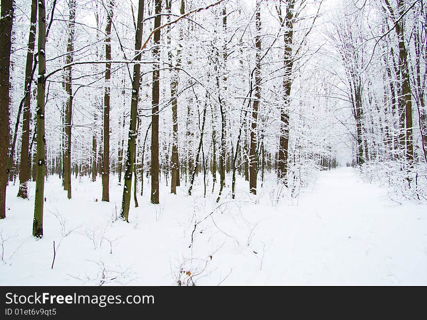 Beautiful winter forest  and the road