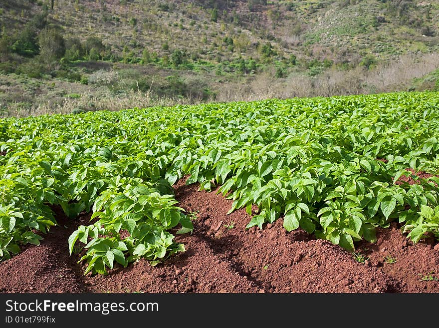 Potato field with young potato plants on sunny day.