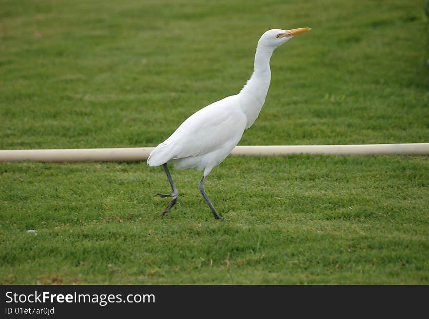 Bubulcus Ibis