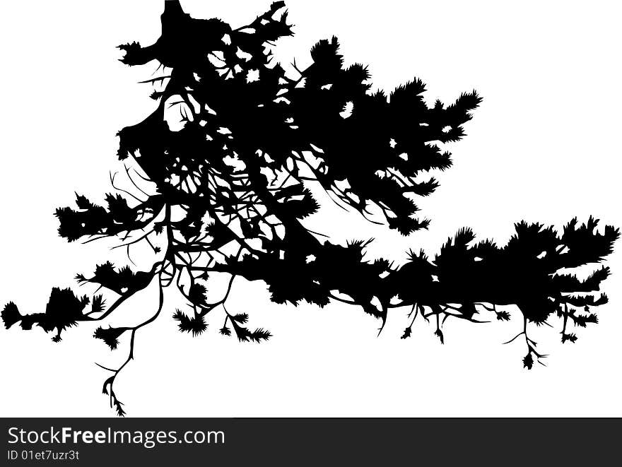 Pine Tree Branch Silhouette