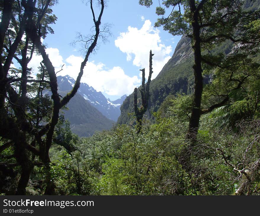 Mountains Viewed From Forest