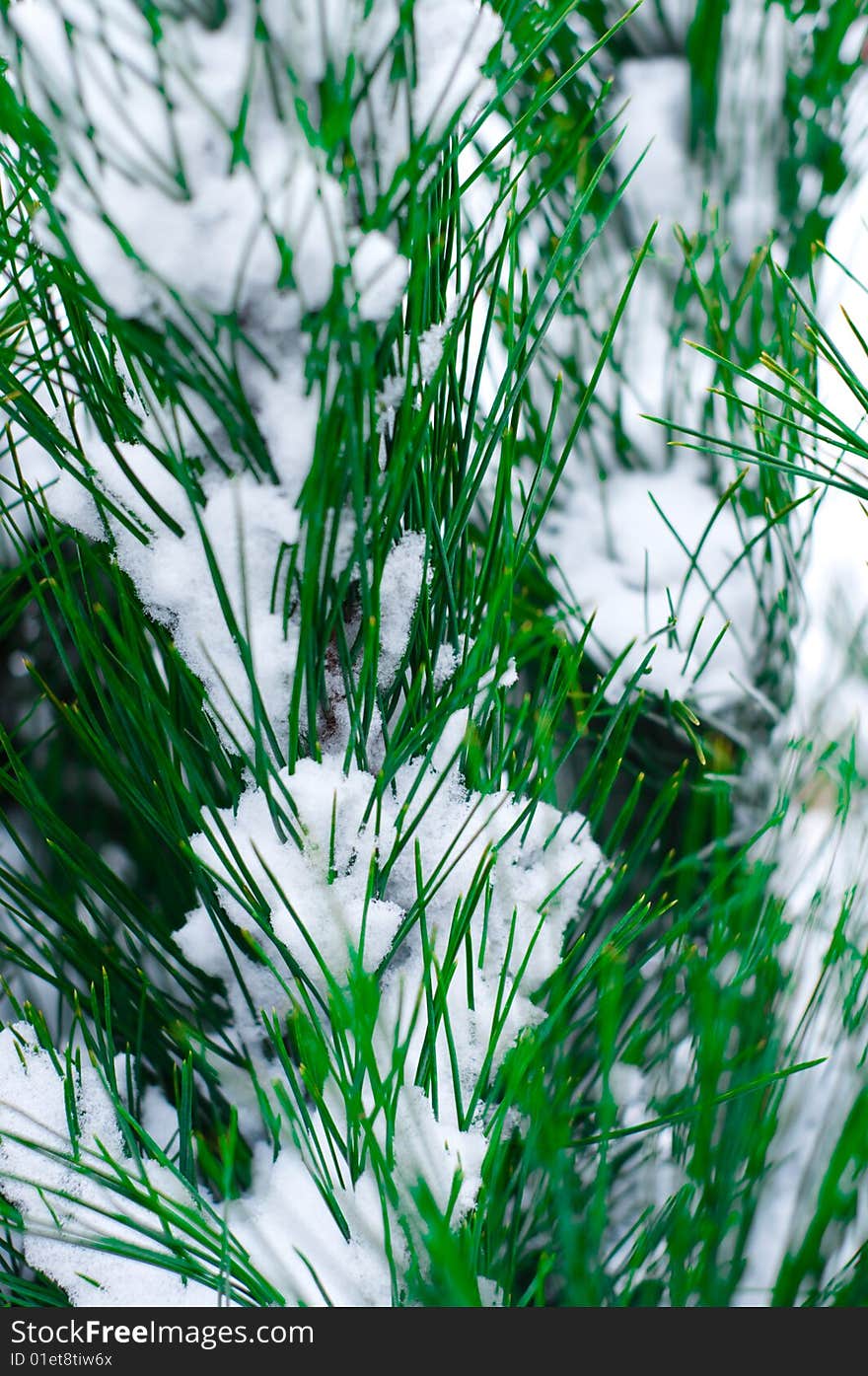 A photo of snow on pine