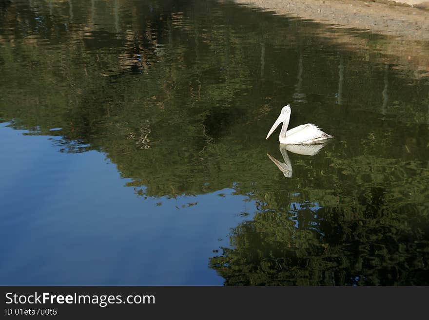 White pelican in the middle of reflection of green foliage and blue sky. White pelican in the middle of reflection of green foliage and blue sky