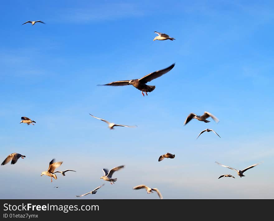 Flock of seagulls