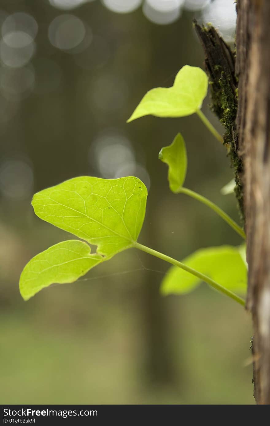 Green leaf view at a forest near Sintra, Portugal