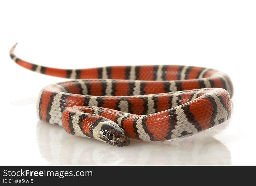 Ruthven�s Kingsnake (Ruthenia Kingsnake ) isolated on white background.