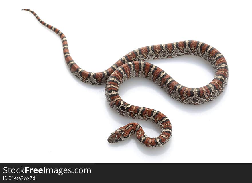 San Louis Petos Kingsnake (Lampropeltis m. Mexicana) isolated on white background.